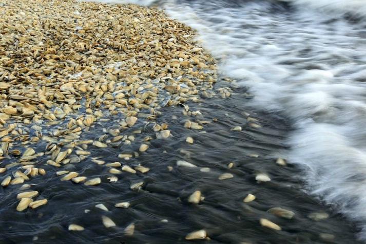 Gobierno anuncia comisión científica que analizará origen de marea roja en Chiloé