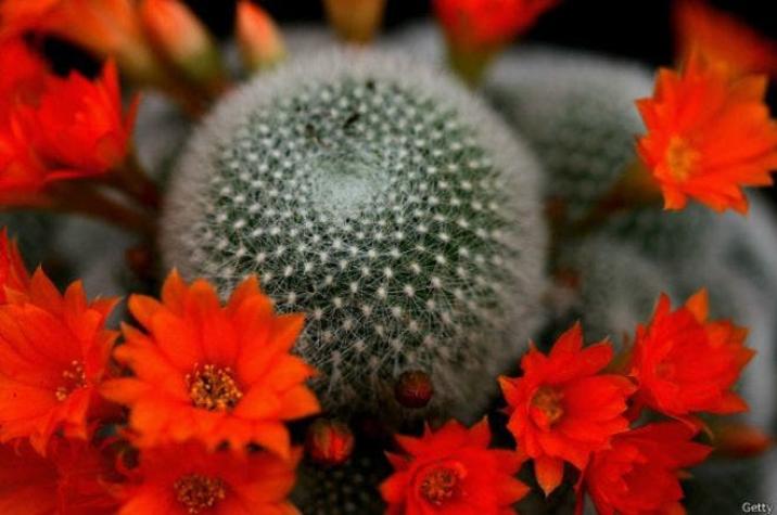 El desconocido mercado negro que saquea de cactus a México y Estados Unidos