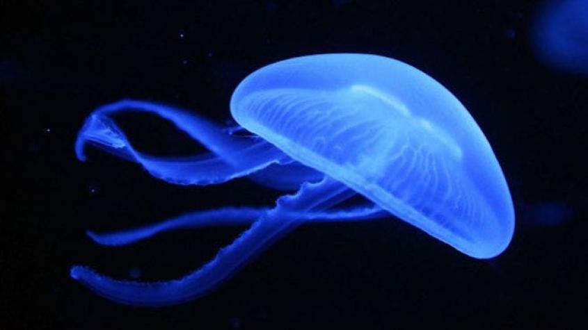 El lucrativo negocio de la fabricación de peligrosas medusas falsas en China
