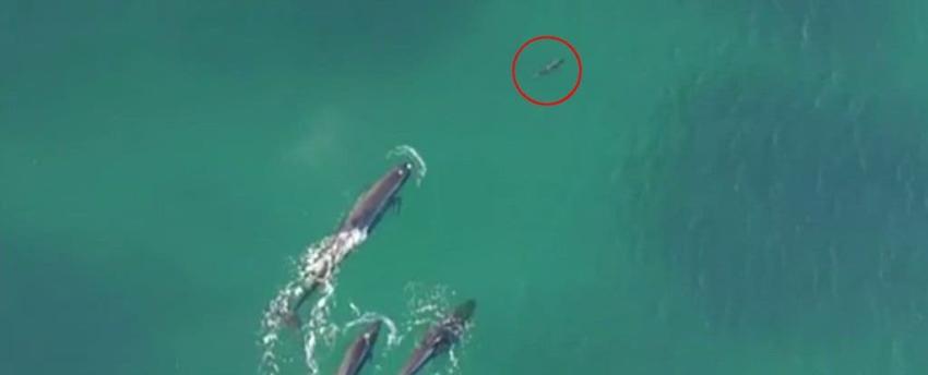[VIDEO] La asombrosa escena de unas orcas cazando a un tiburón