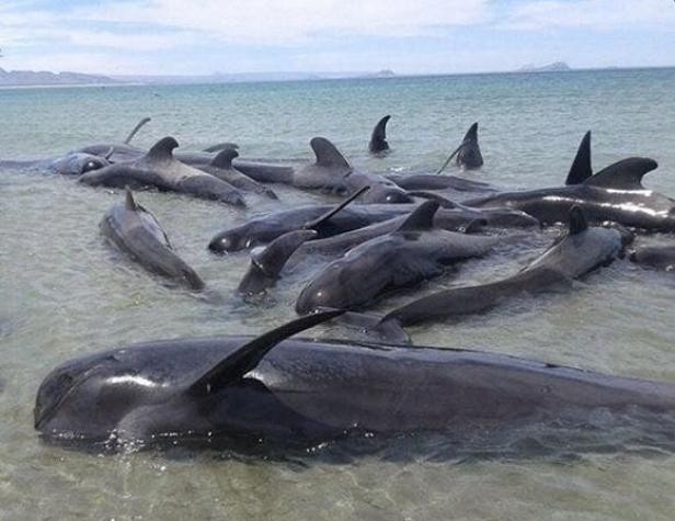 Una veintena de ballenas mueren al quedar varadas en una playa mexicana
