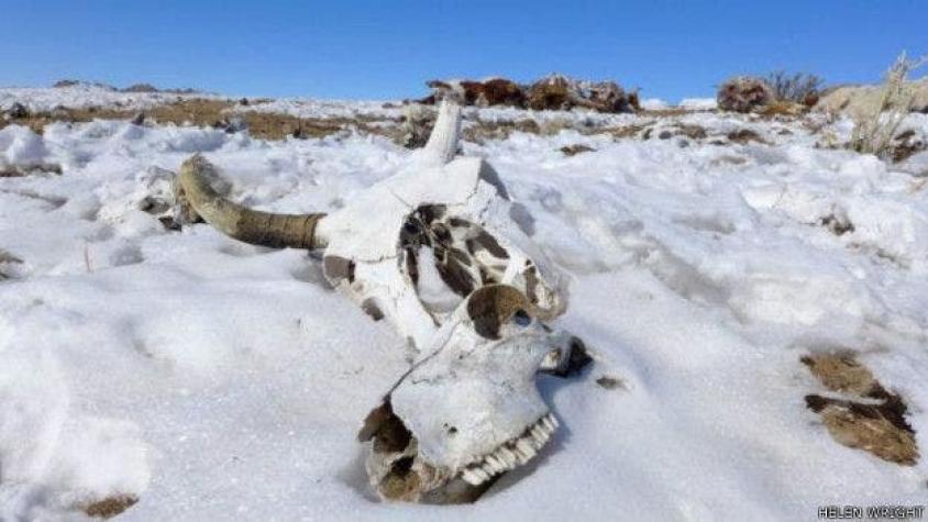 Dzud: el terrible asesino de animales en las estepas de Mongolia