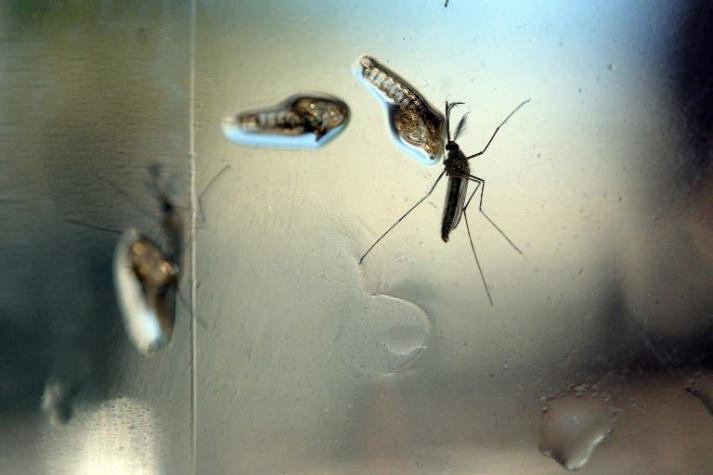 Investigadores crean clon del virus Zika para acelerar desarrollo de vacuna