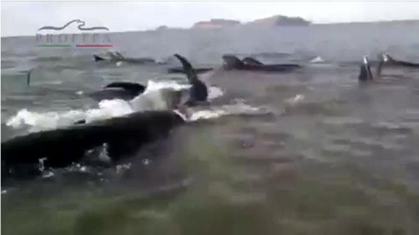 [VIDEO] Tras infructuoso rescate, veintena de ballenas muere varada en playa mexicana