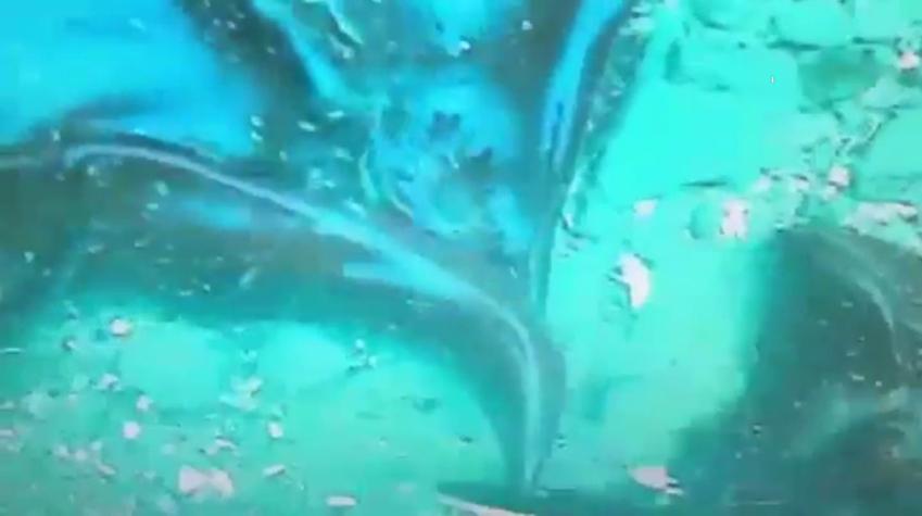 [VIDEO] Así transcurren las labores de limpieza del fondo marino de Quintero