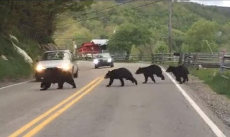 [VIDEO] Familia de osos sorprende en plena carretera de Carolina del Norte