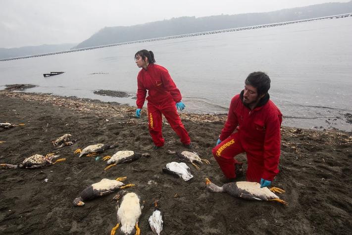 Chiloé: Segundo equipo de Greenpeace llega para tener "visión integral de la crisis"