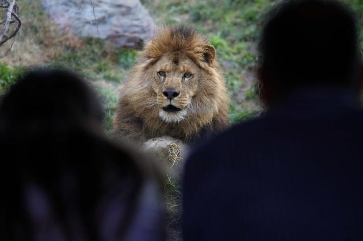 Hombre ingresa a jaula de leones en Zoológico Metropolitano resultando gravemente herido