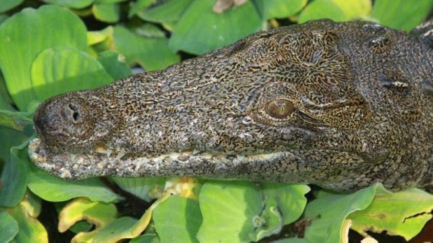 La extraña y peligrosa aparición de cocodrilos del Nilo en los pantanos de Florida