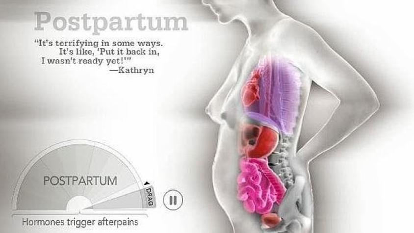 El increíble GIF que muestra los efectos en el cuerpo de la mujer durante el embarazo