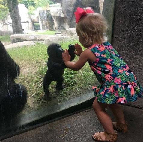 La foto de un gorila y una niña que emociona en Facebook