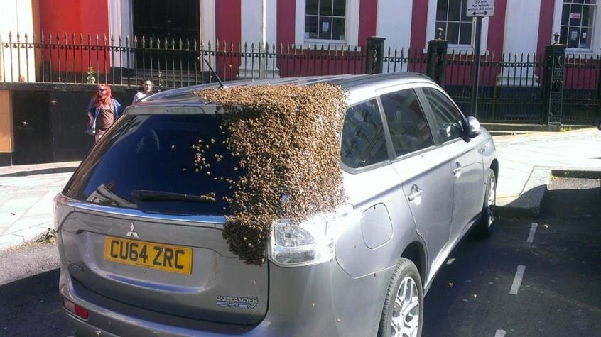 Miles de abejas persiguen a un auto donde quedó atrapada su reina