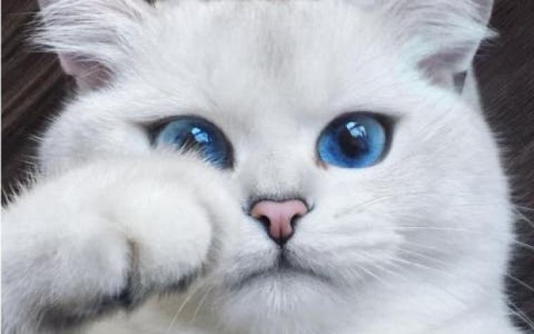 Concurso elegirá al gato más lindo de Chile