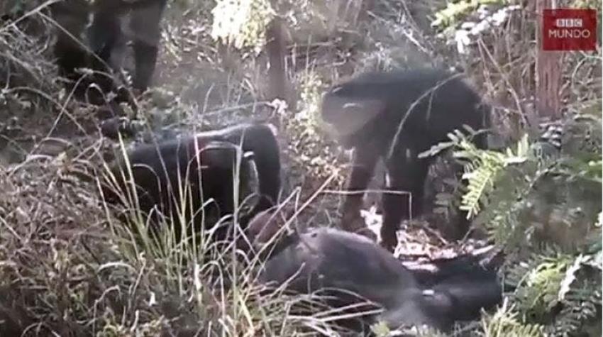 Conmovedoras imágenes de un grupo de chimpancés lamentándose por la muerte de un amigo