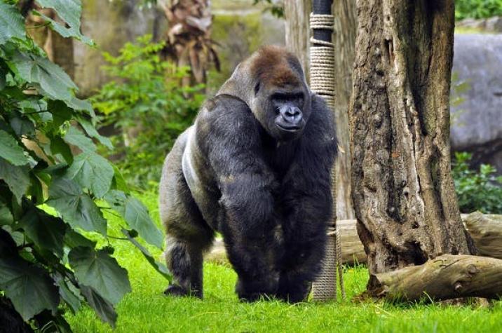 Matan a gorila de un zoológico de Ohio para salvar a un niño