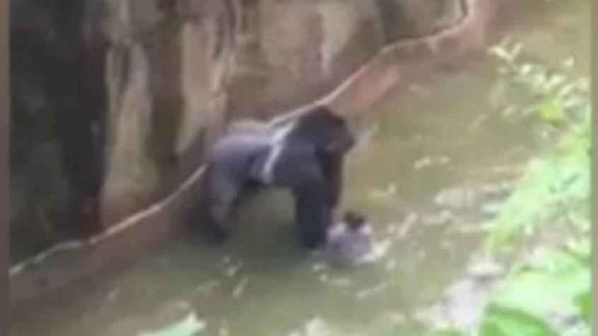 Polémica por el gorila que mataron porque un niño cayó en su recinto en el zoológico de Cincinnati