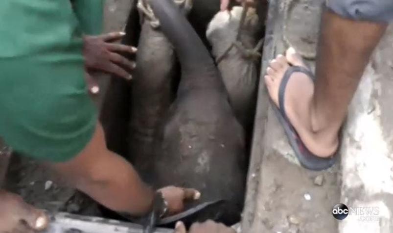 [VIDEO] Un bebé elefante es rescatado de un pozo en Sri Lanka