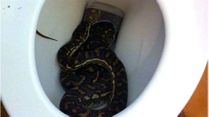 Arañas, ratas y serpientes: los animales que te pueden sorprender en el inodoro