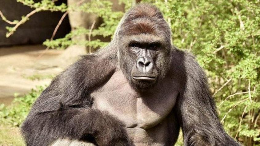 EE.UU.: La policía investigará la muerte del gorila del zoológico de Cincinnati