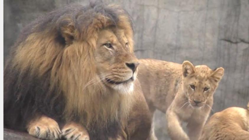 Las reacciones internacionales por muerte de leones en el zoológico metropolitano