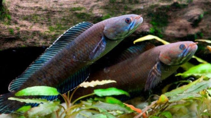 Los peces habrían evolucionado hasta 30 veces para adaptarse a la vida en tierra firme