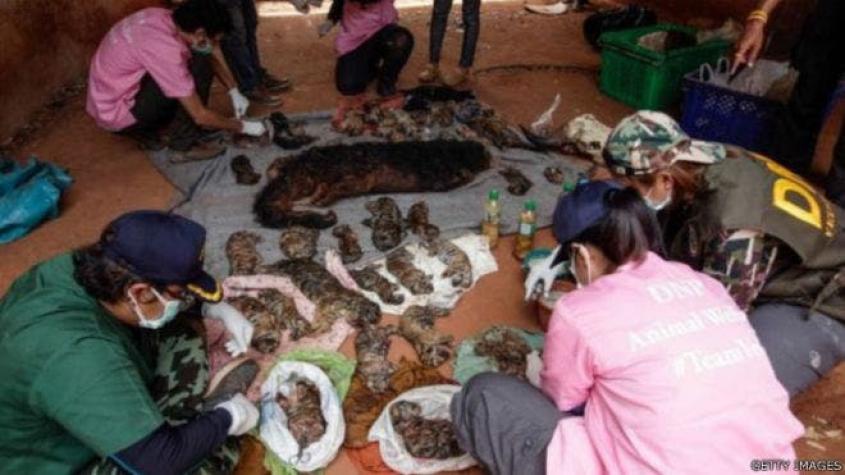 Hallan 40 cachorros de tigre muertos en popular templo budista en Tailandia