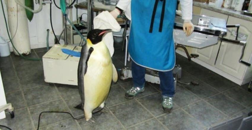 Rescatan a un Pingüino Emperador en Punta Arenas