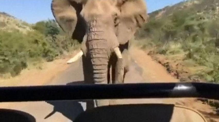 Cómo un elefante persiguió a Arnold Schwarzenegger en Sudáfrica
