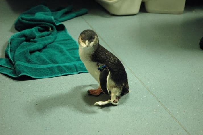 [VIDEO] Pingüino recibe prótesis impresa en 3D