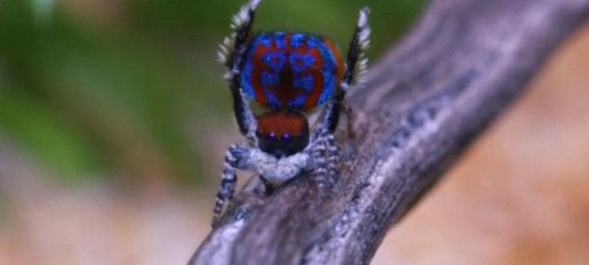 [VIDEO] El increíble baile de cortejo que realiza la araña pavo real australiana