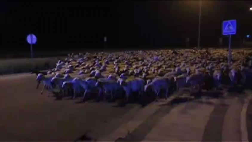 [VIDEO] Pastor se queda dormido y se le escapan más de mil ovejas