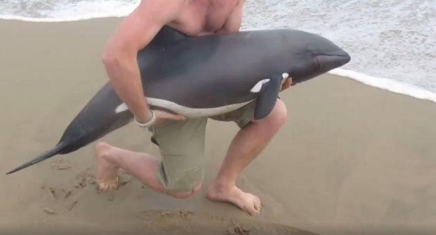 [VIDEO] Hombre salva a delfín devolviéndolo al mar