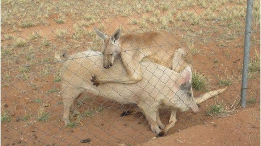 Cómo explican los expertos la curiosa relación amorosa entre un cerdo y un canguro en Australia