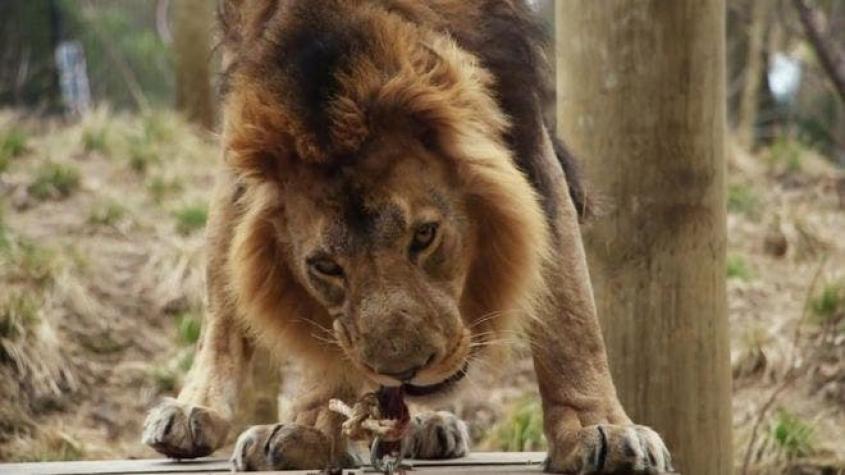 El popular “proyecto de conservación” para dormir con los leones en Londres