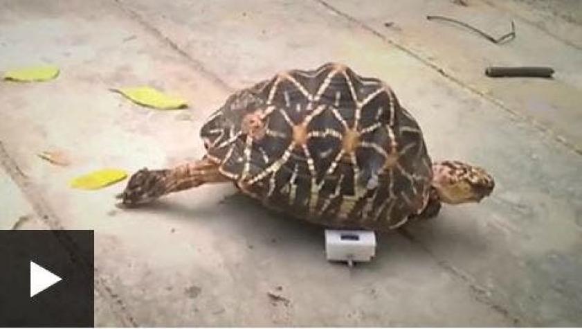 [VIDEO] La tierna tortuga a la que le faltan dos patas pero corre a la velocidad del rayo