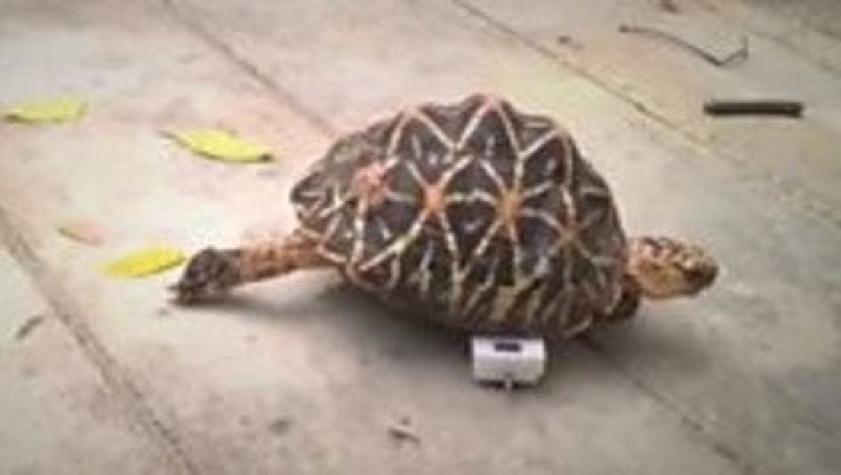 La tierna tortuga a la que le faltan dos patas pero corre a la velocidad del rayo