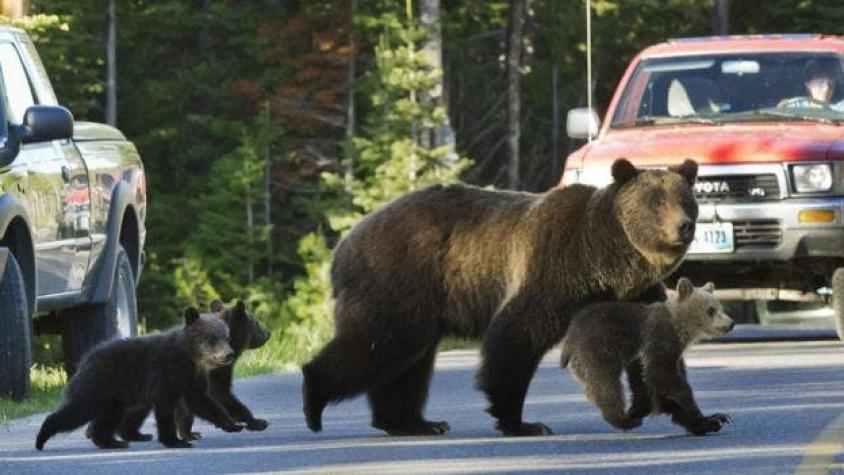 La triste muerte de Snowy, el oso bebé atropellado por un conductor en un parque nacional de Estados