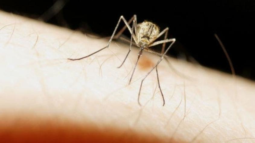 El nuevo tipo de mosquito que surgió en los túneles del metro de Londres