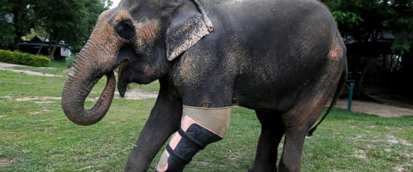 Mosha, la elefanta que logró sobrevivir gracias a una prótesis en su pierna