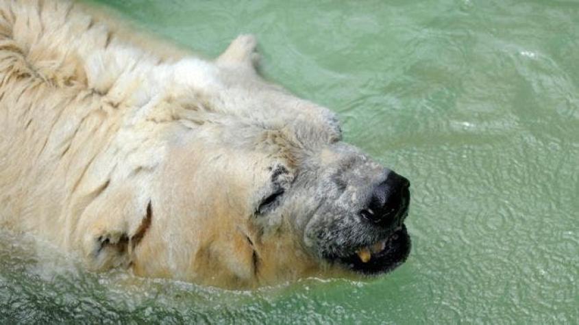 La polémica muerte del "triste" Arturo, el último oso polar de Argentina