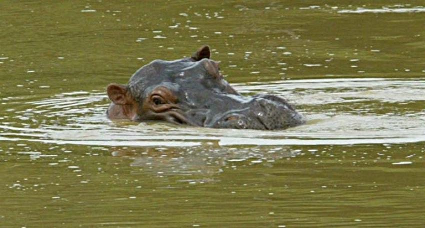 Hipopótamos: El insólito legado de Pablo Escobar a Colombia