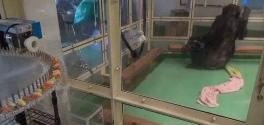 Reo, el chimpancé que recuperó la movilidad gracias a una tablet