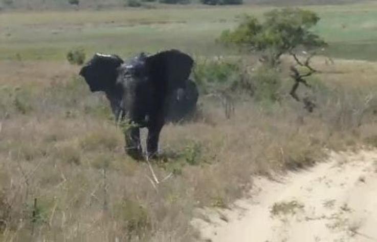 [VIDEO] Elefante destruye vehículo de turistas en reserva de Mozambique