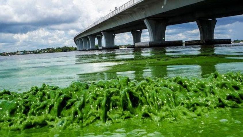 La invasión de algas tóxicas “guacamole” que obligó a declarar el estado de emergencia en Florida