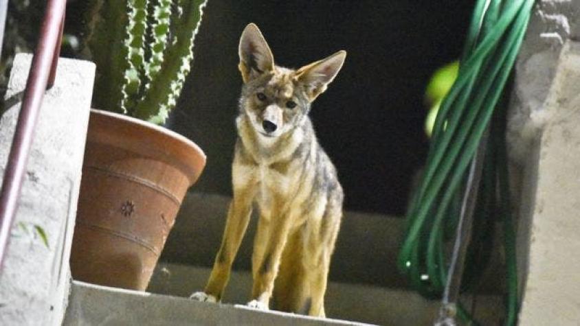 ¿Por qué hay coyotes merodeando por las calles de Los Ángeles?