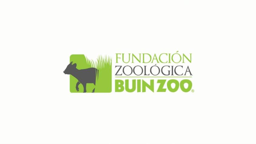 Buin Zoo lanza Fundación Zoológica para la ayuda de la Fauna Nativa Silvestre