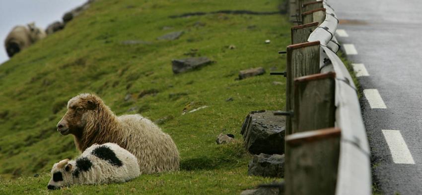 El "Google Street View" de Islas Feroe estará a cargo de un grupo de ovejas