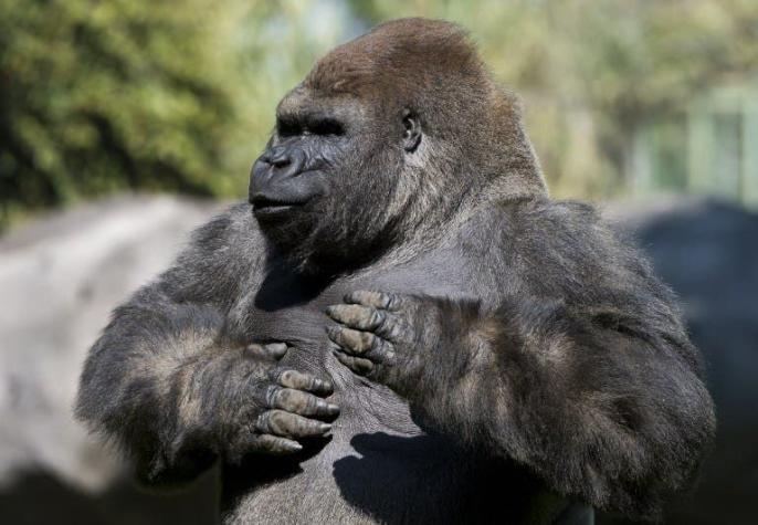 Polémica en México por muerte de gorila Bantú: Fotografías indignan a redes sociales