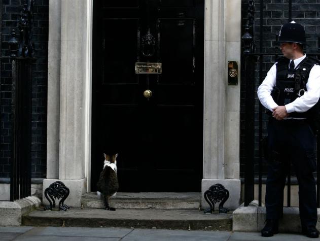 La historia del gato de David Cameron que seguirá viviendo en la casa de gobierno británica