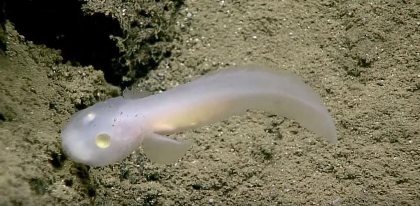 [VIDEO] Un ejemplar del misterioso "pez fantasma" fue visto vivo  por primera vez en Filipinas